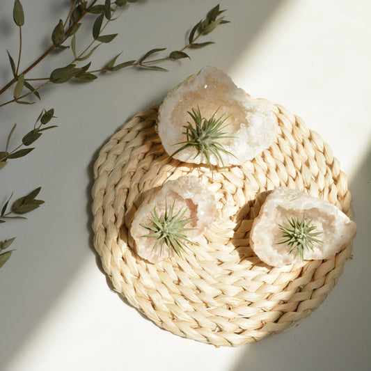 White Quartz Geode with Air Plant - ooolife