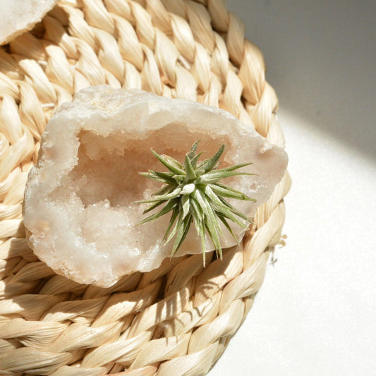 White Quartz Geode with Air Plant - ooolife