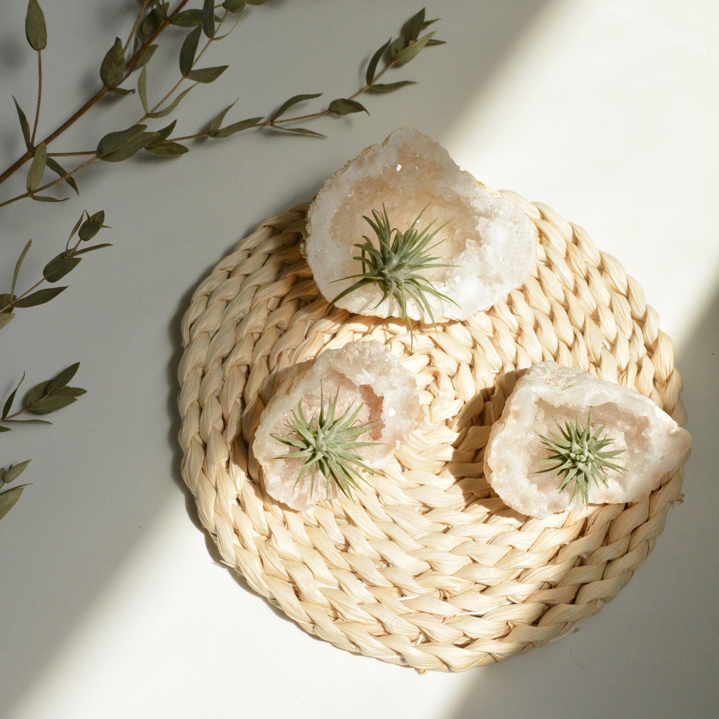 White Quartz Geode with Air Plant - ooolife