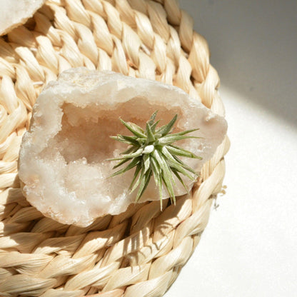 White Quartz Geode with Air Plant - ooolife