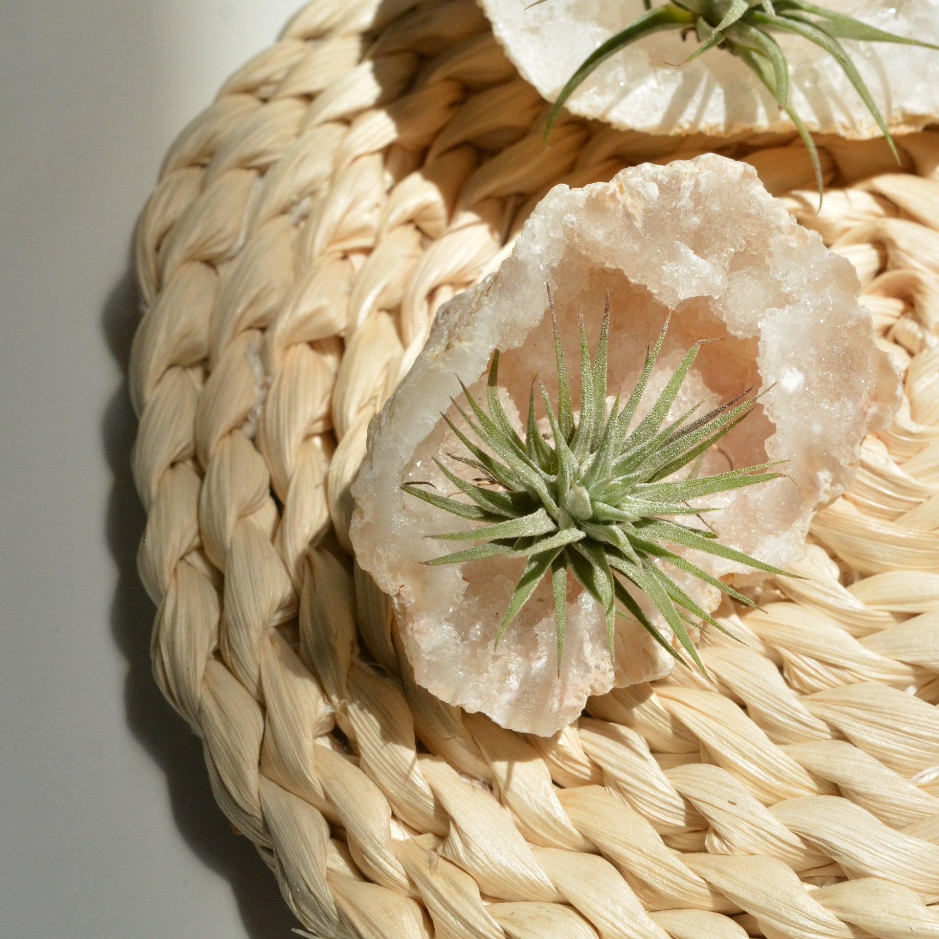 White Quartz Geode with Air Plant - ooolife