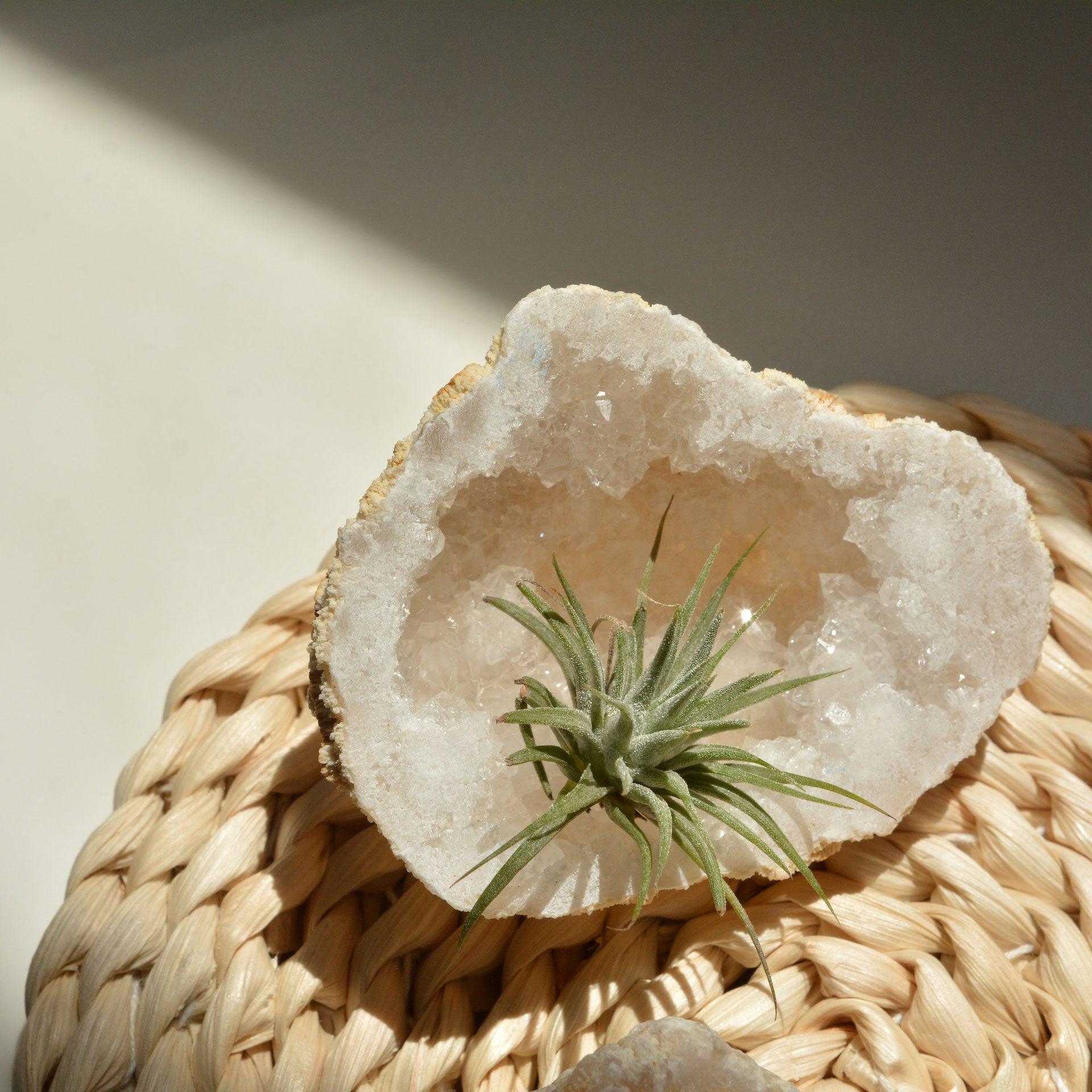 White Quartz Geode with Air Plant - ooolife